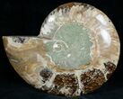 Split Ammonite Fossil (Half) #6890-2